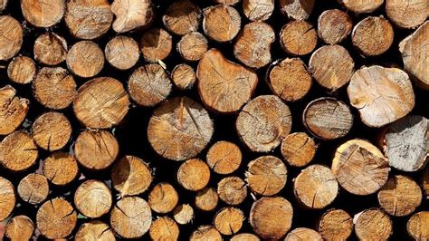 Bessere Wege Zu Dauerhaftem Holz